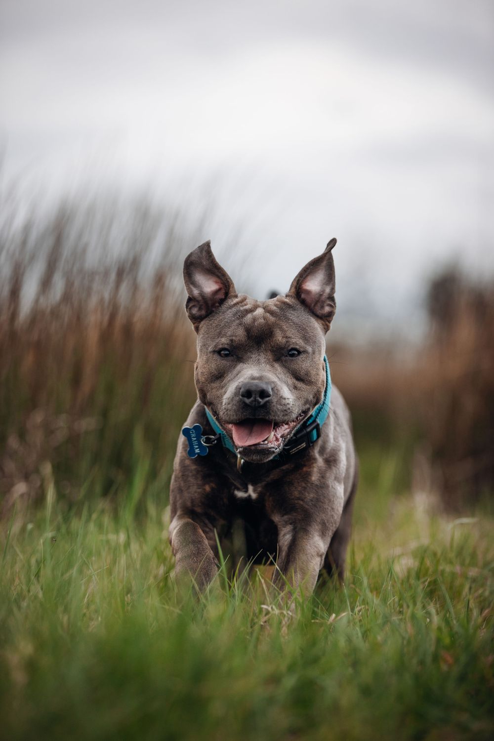 Happy gray pitbull wearing blue collar poses in long grass field.