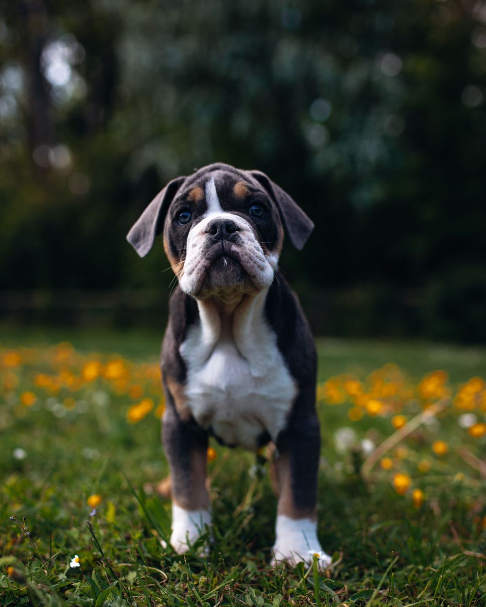 Young Boxer dog standing proudly in grass with orange wildflowers in background.
