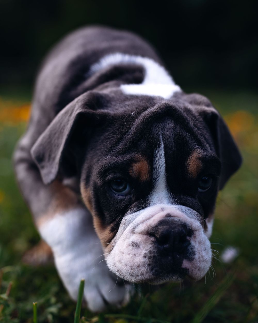 Close-up portrait of a Boxer puppy with distinctive black and white markings looking at camera in garden setting.
