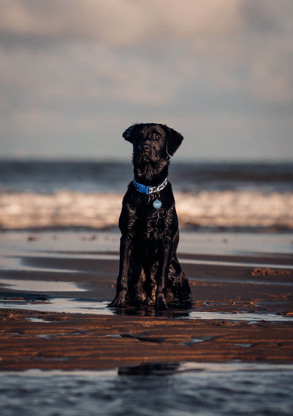 Black Labrador dog with blue collar sitting attentively on a beach at sunset.