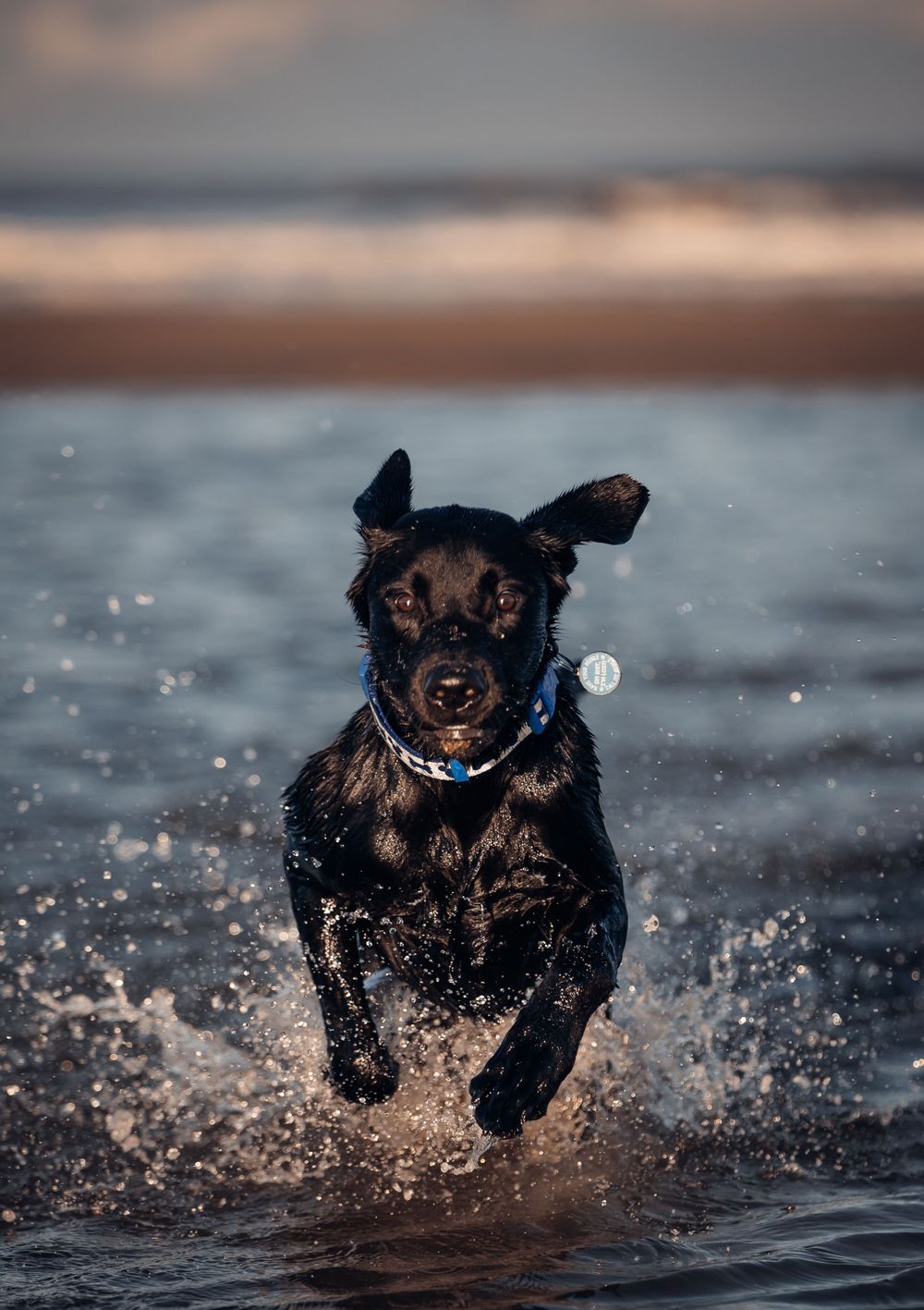 Black dog running and splashing through shallow beach water wearing a blue collar.