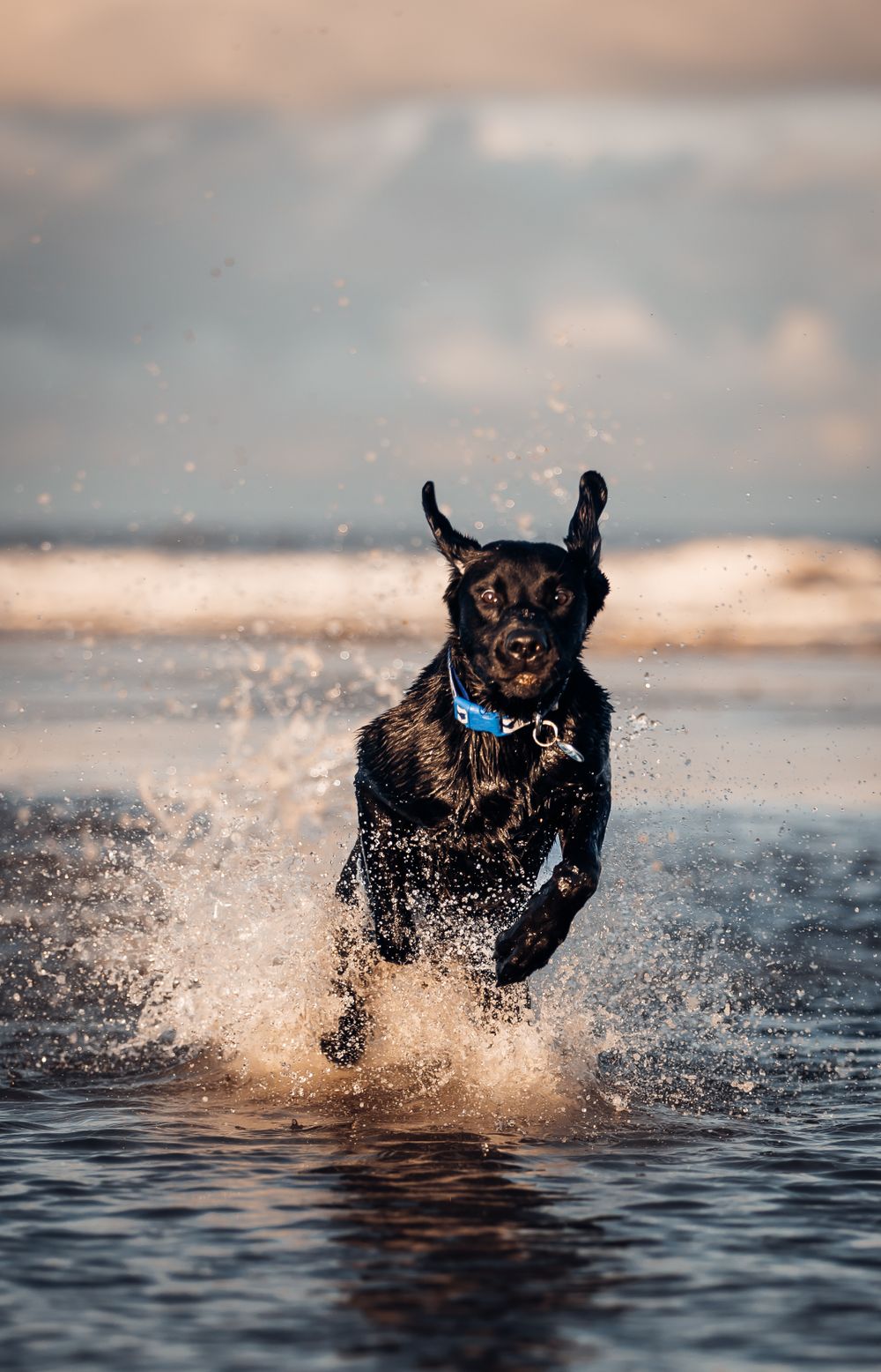 Black dog joyfully running through ocean water creating dramatic splash patterns.
