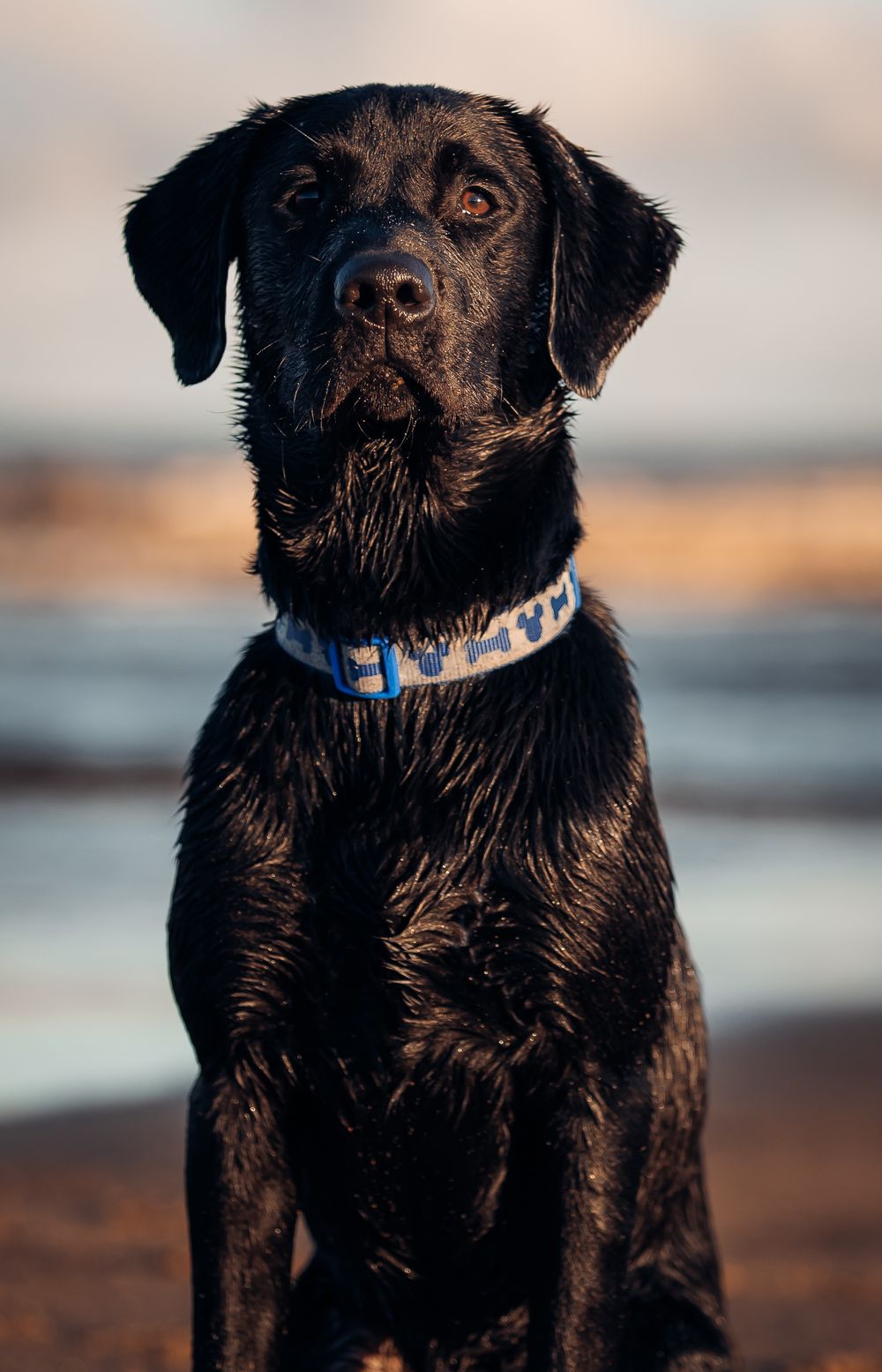 Portrait of a wet black Labrador with blue collar against beach backdrop at golden hour.