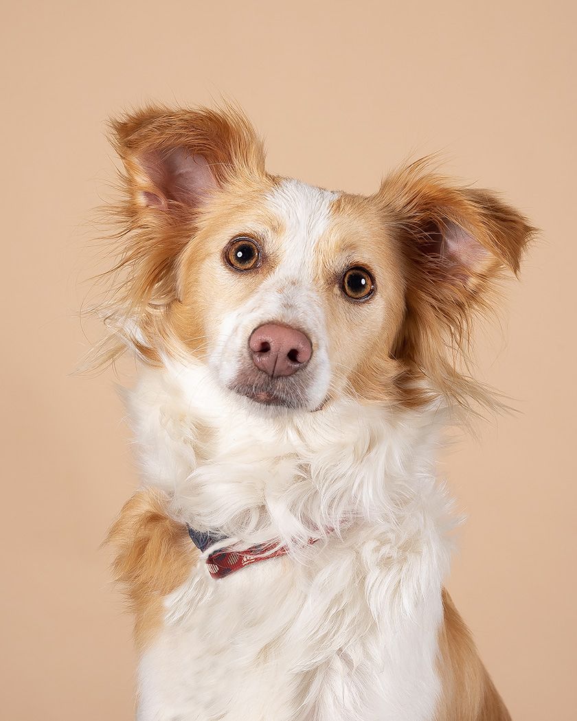 Rescue dog in photographic studio by Lucy Reeve Dog Photographer