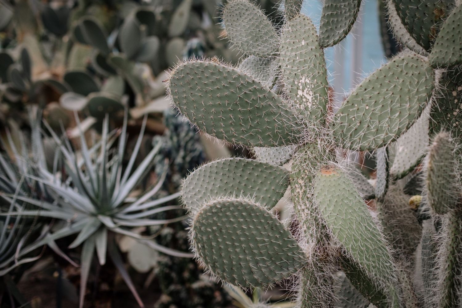 Close-up of dusty green prickly pear cactus leaves in a desert garden setting.