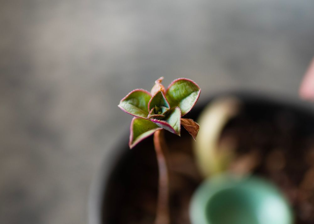 Macro shot of a small green plant sprout emerging from soil.