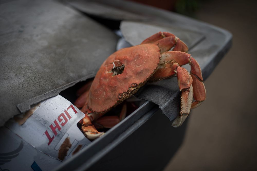 Orange crab resting on dark surface, showing detailed shell texture and claws.