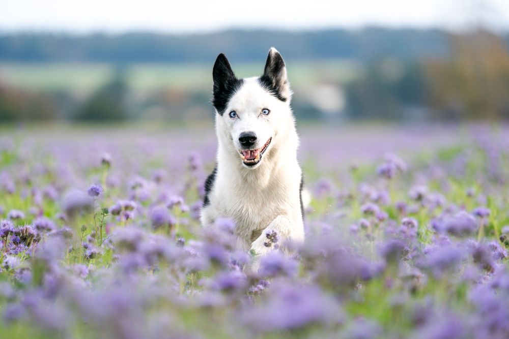 A white husky dog standing in a field of purple flowers.