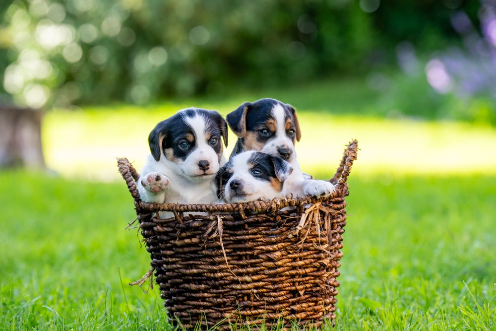 Two cute black and white puppies peek out from a brown wicker basket on green grass.