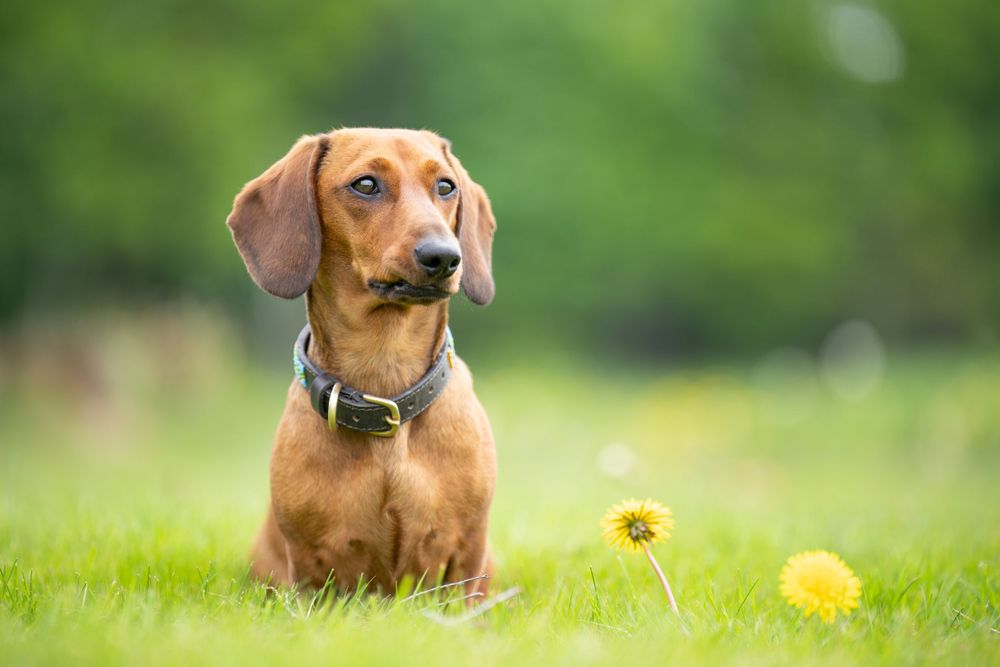 Dachshund dog sitting in sunny meadow with yellow dandelions.