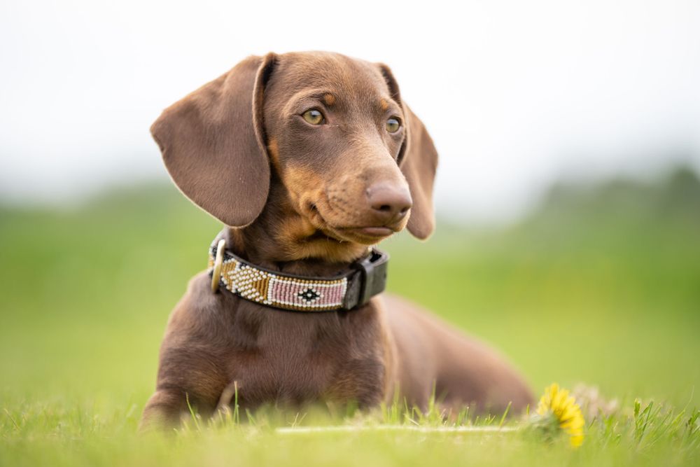 Chocolate brown dachshund puppy wearing collar sitting in green grass.