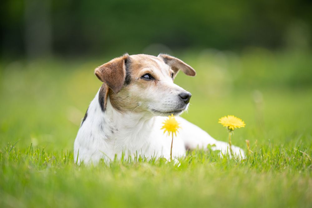 Jack Russell terrier resting by dandelions in green spring grass.