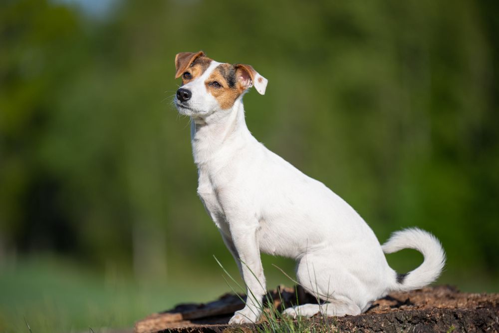 A white Jack Russell Terrier sitting alertly on a log with a natural green background.