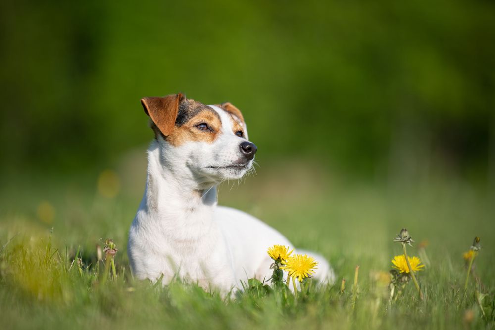 A white Jack Russell Terrier lying in a meadow with yellow dandelions.