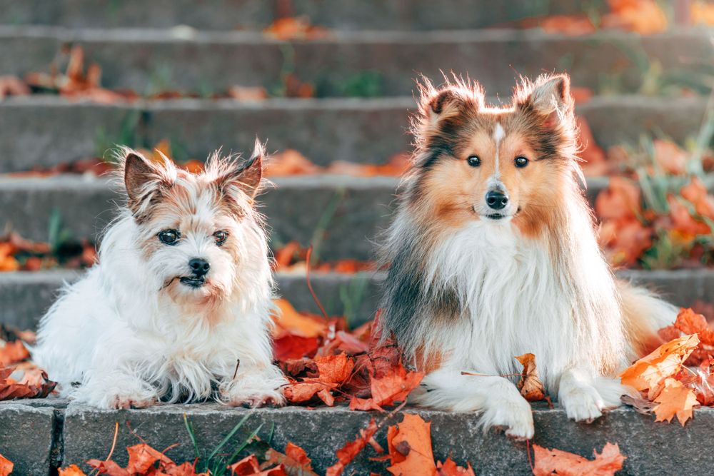 Two small dogs sitting among autumn leaves on outdoor steps.