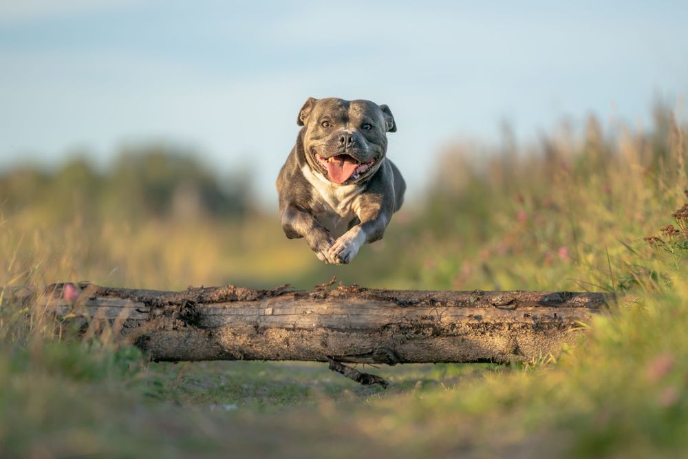 A Staffordshire Bull Terrier leaping joyfully over a wooden log.