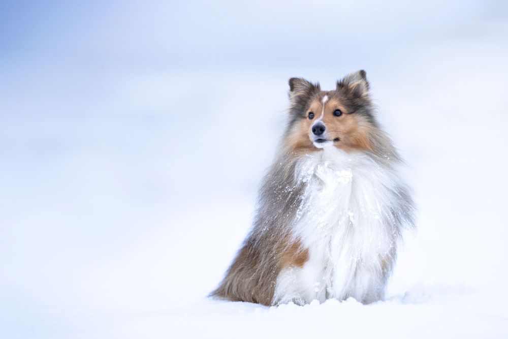 A fluffy Shetland Sheepdog sitting in snow against a blue sky backdrop.