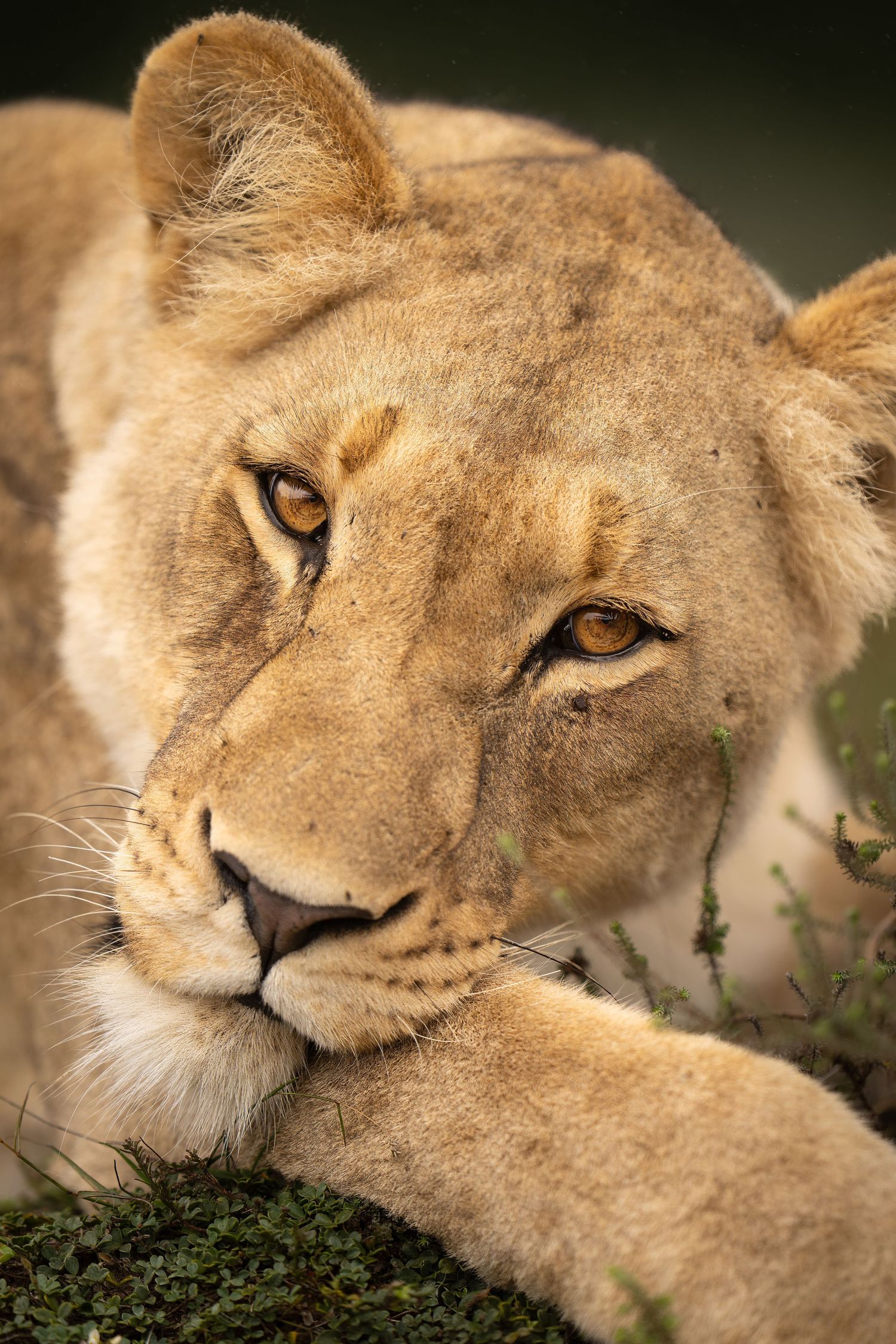 Series of intimate close-up portraits showing a resting lioness in natural habitat.