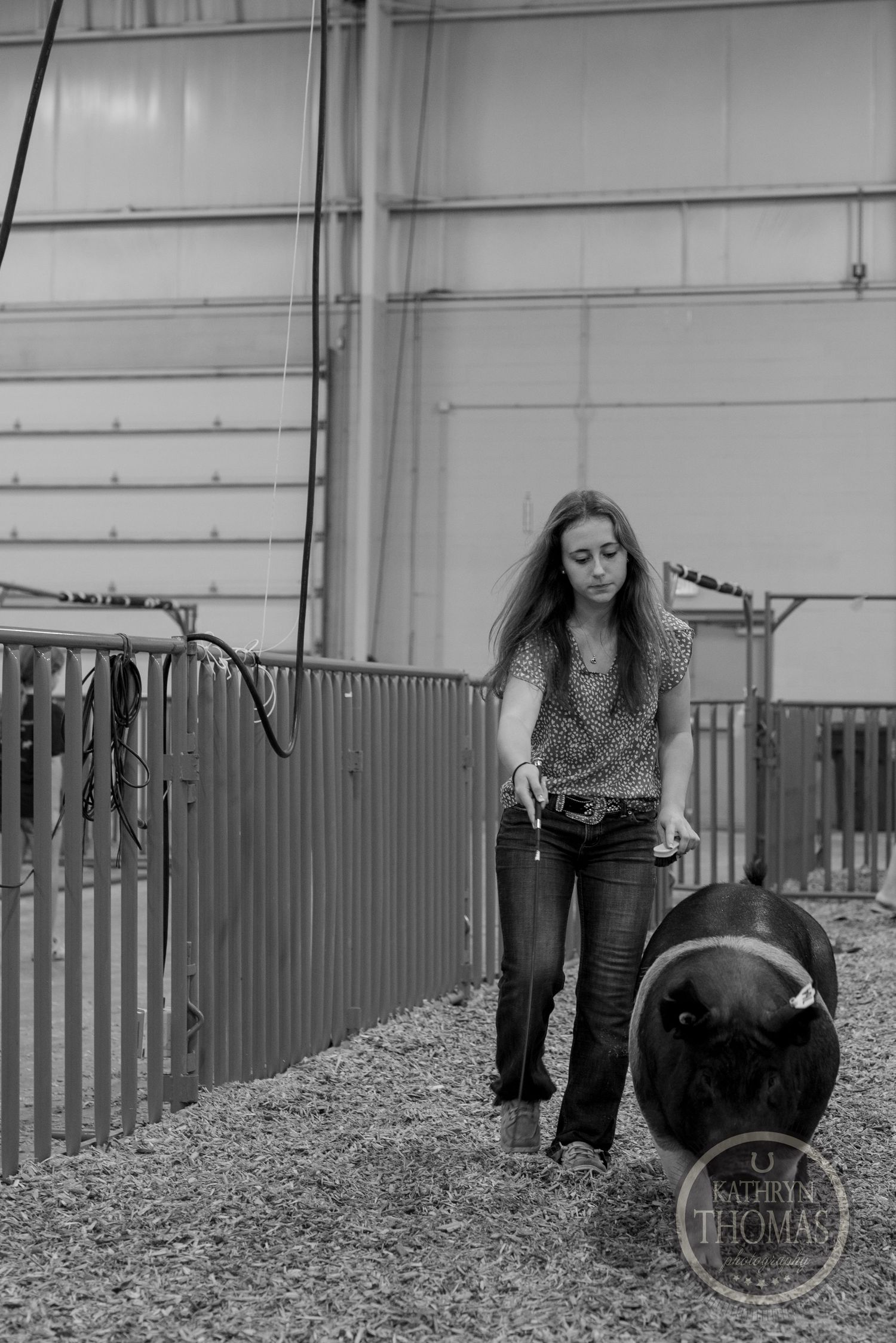 Black and white photo of a show pig being guided through a barn hallway with metal gates.