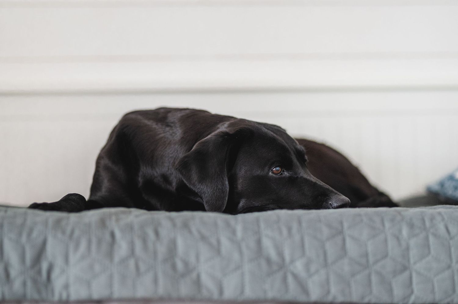 Hundfotograf