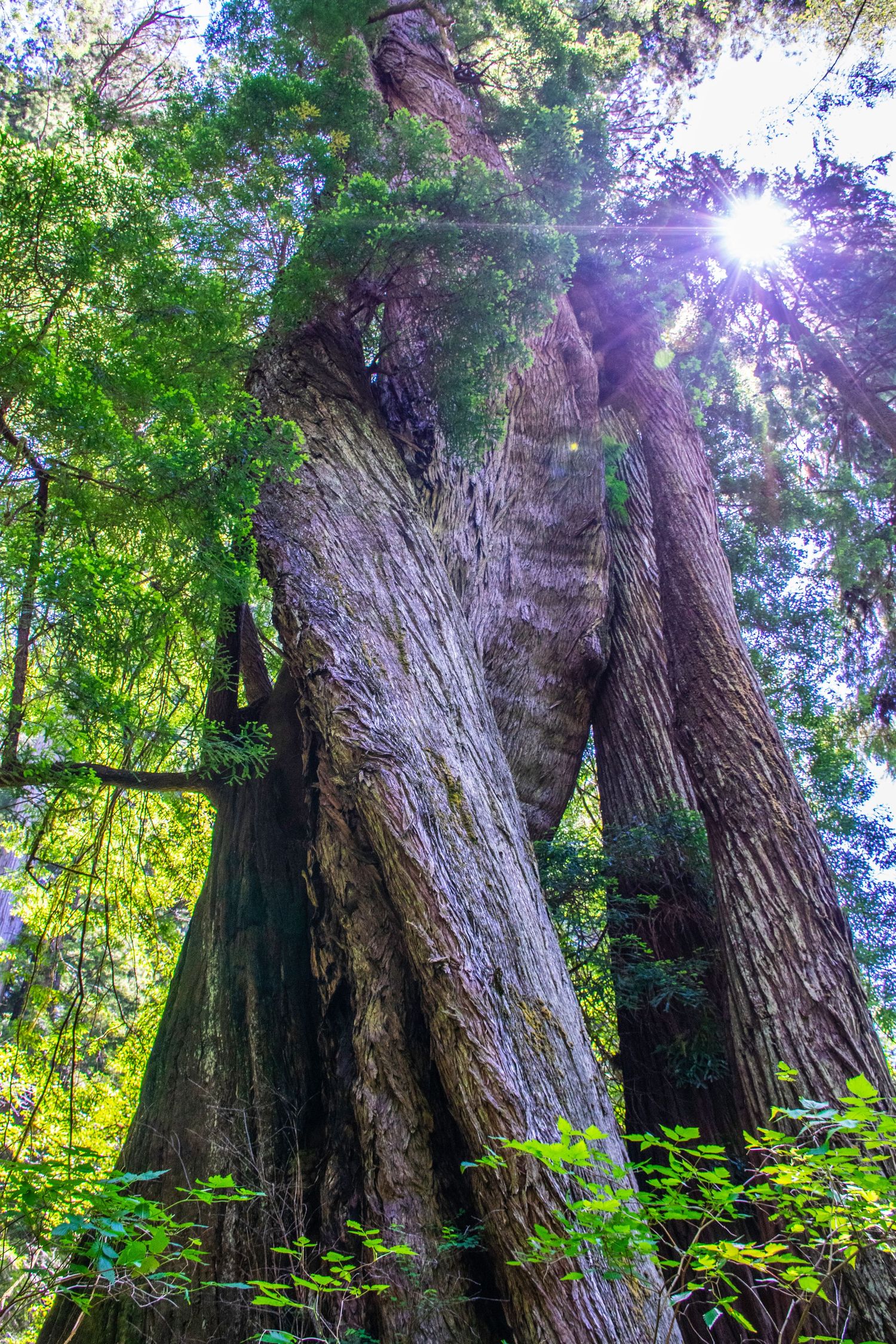 Ancient redwood trees soar upward with sunlight streaming through the forest canopy.
