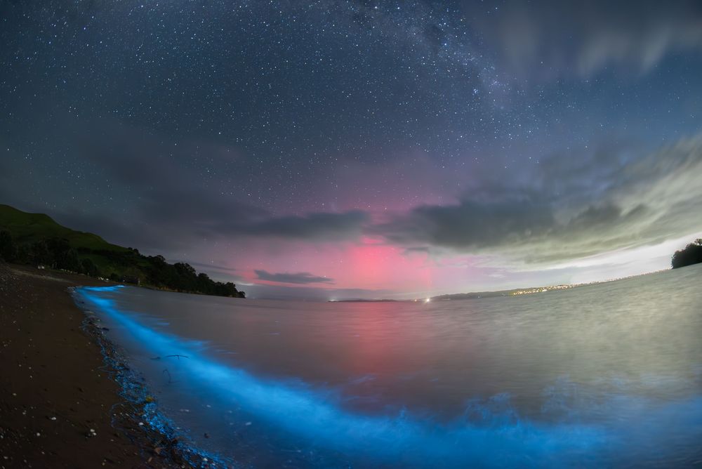 Glowing bioluminescent waves create ethereal blue light along a dark coastline at night beneath pink and purple skies.