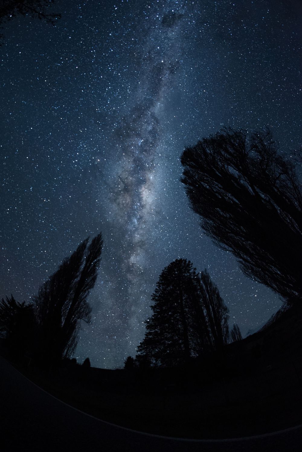 Milky Way galaxy visible in night sky with dark tree silhouettes framing the cosmic view.