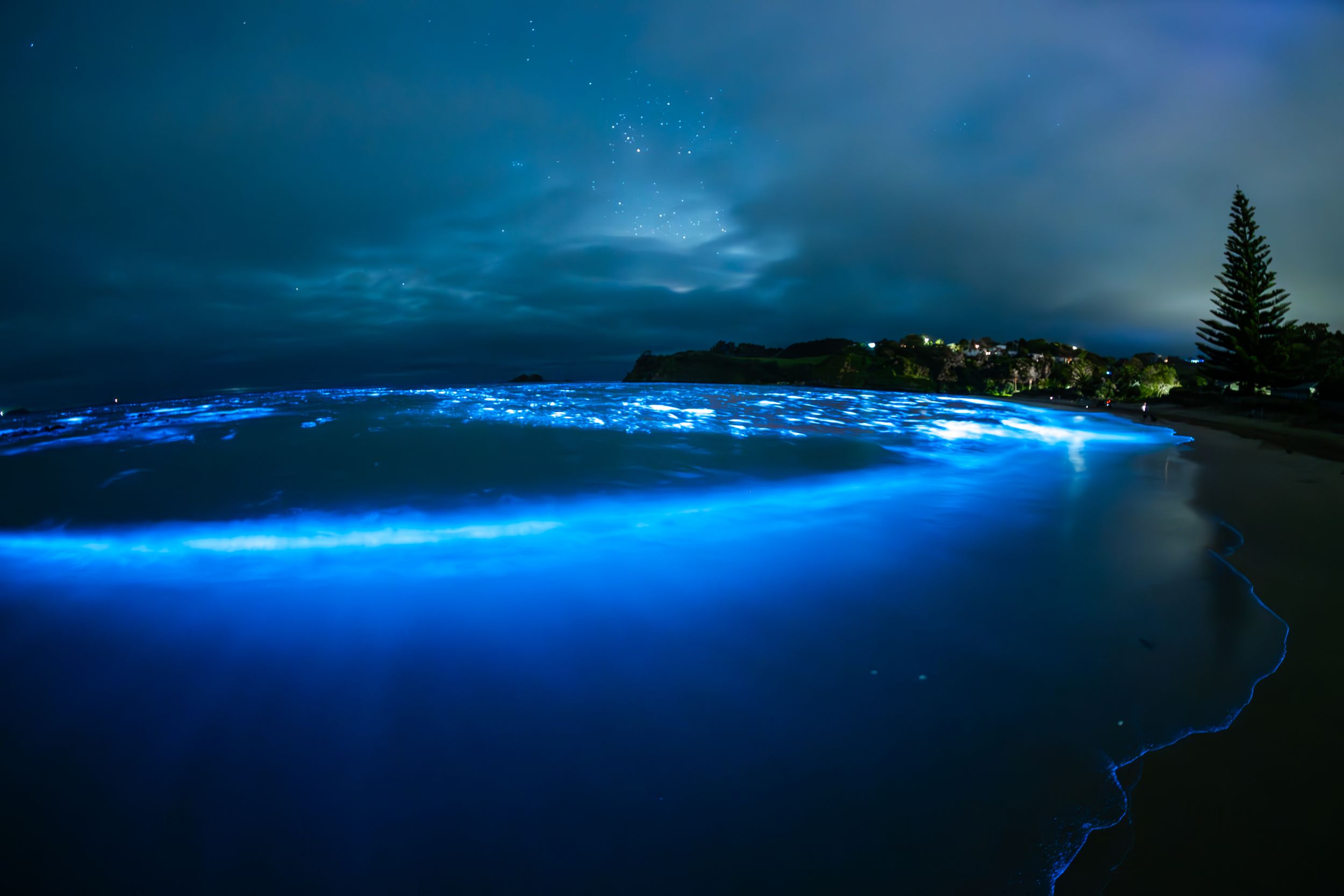Glowing blue bioluminescent waves crash along a dark shoreline at night creating a magical natural light display.