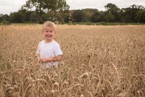 A little boy popping his head up in a wheat field. He stands out in his white t shirt.