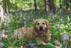 A golden retriever dog laying in the bluebells in a woods.