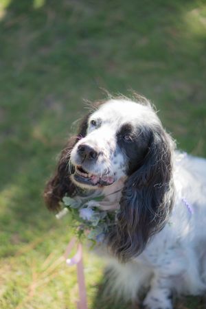Portrait of a dog at a wedding, with flowers around her neck