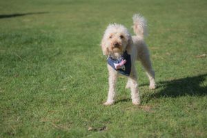 A small dog is wearing a bow tie, part of the wedding party.