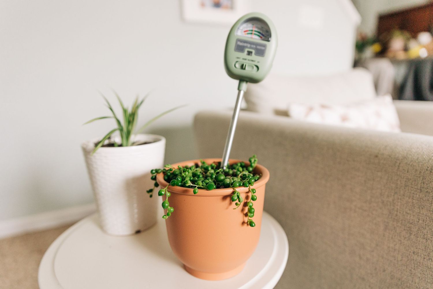 houseplant with water detector in it on side table