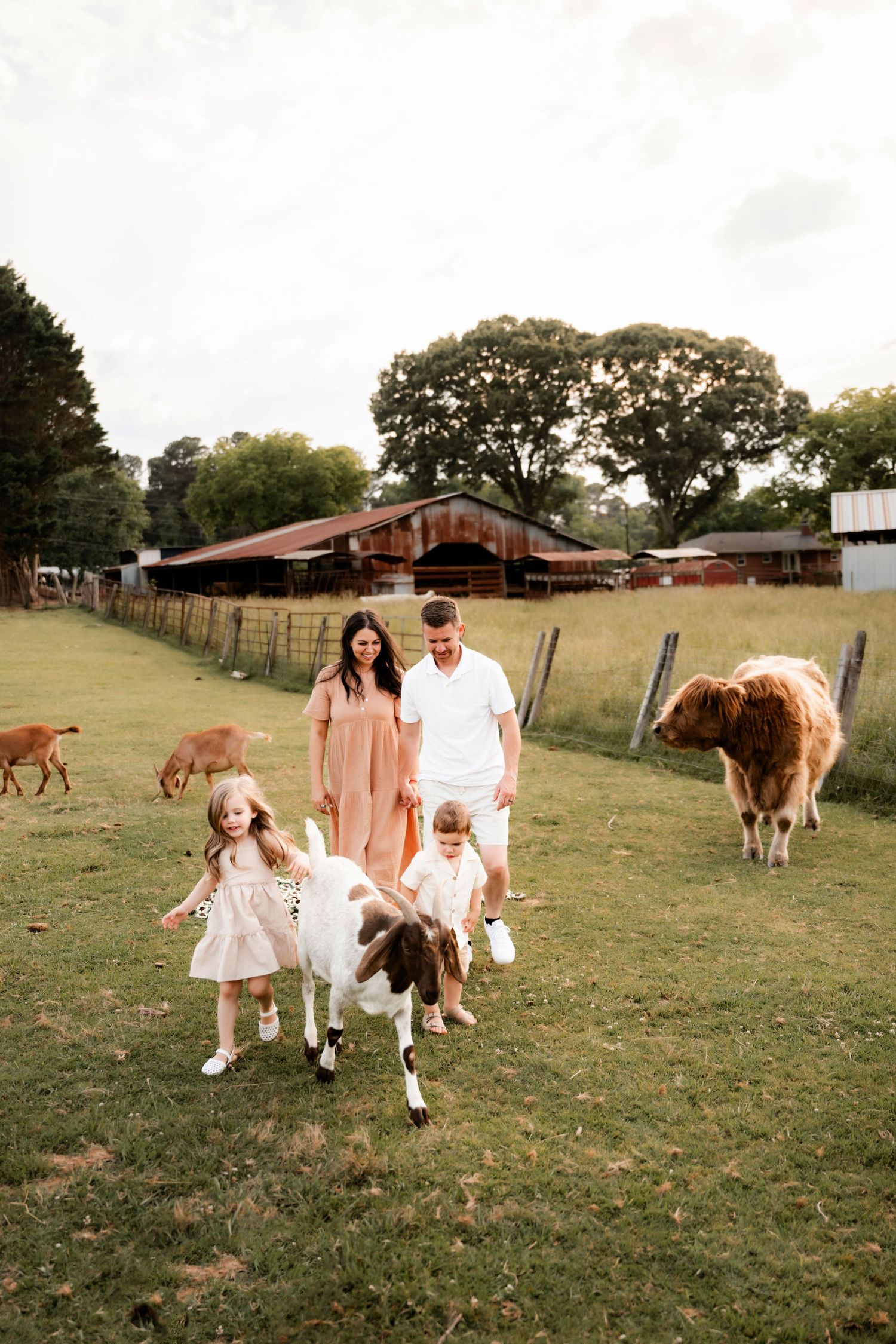 Family with two children interacting with goats on a green farm, with a barn and Highland cow in the background.