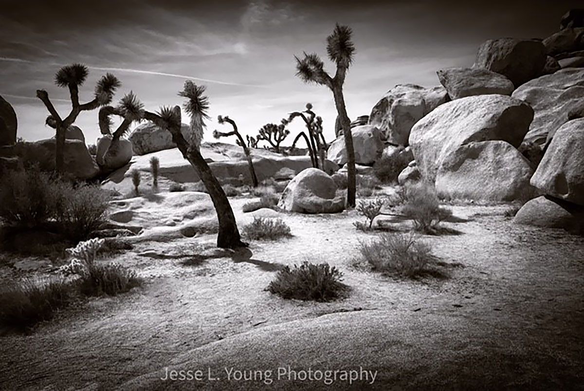 Joshua Tree (cell phone photo)
