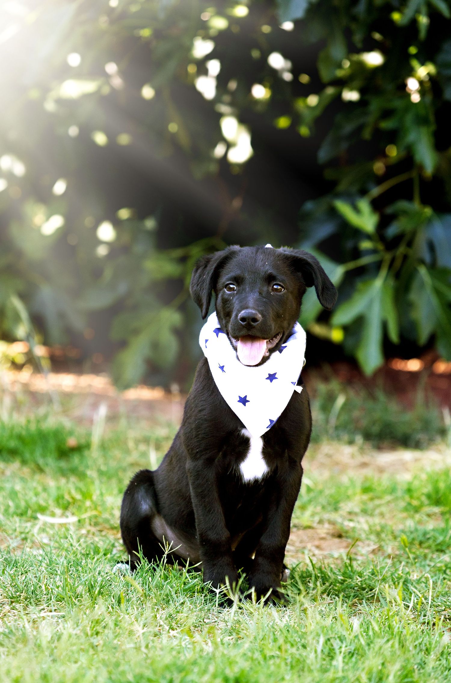 portrait pet photos utah
