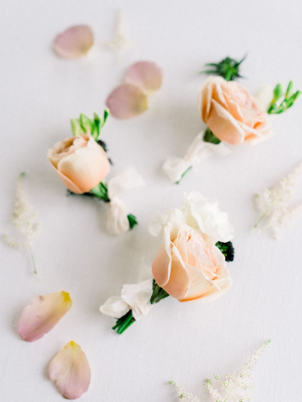 Delicate peach roses and scattered rose petals arranged on white background.