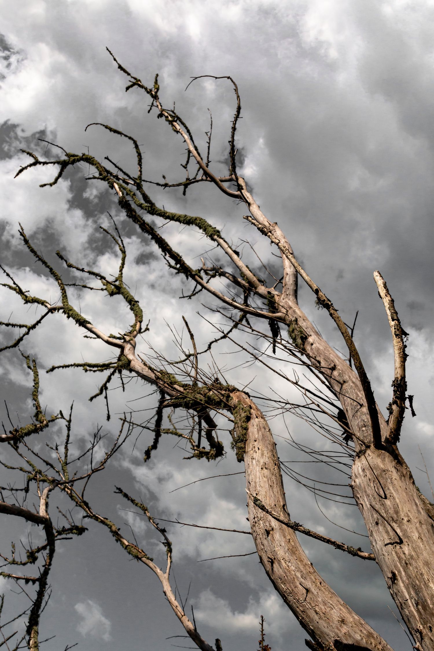 A bare, twisted tree stretches toward dramatic clouds, weathered by time and storm.