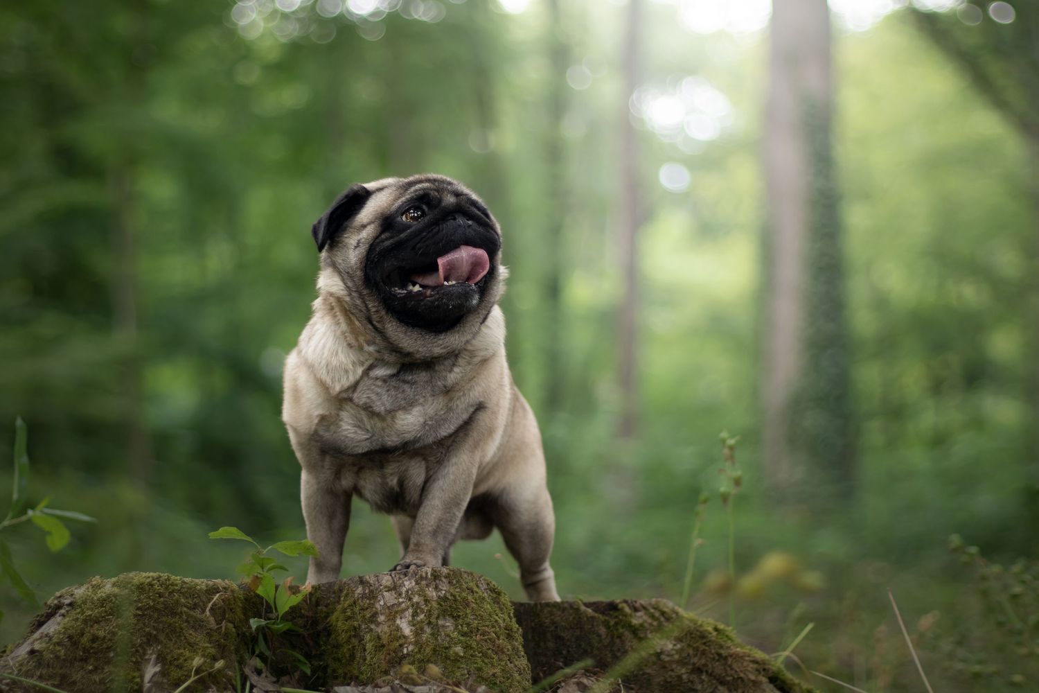 Pug dog standing proudly on mossy rock in forest setting.