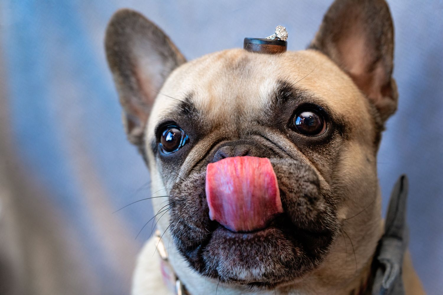 Close up of a French Bulldog with bright blue eyes sticking out its pink tongue.
