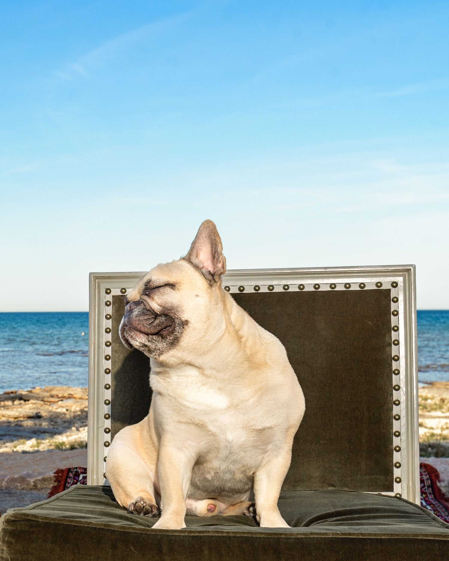 A French Bulldog sits regally on a gray upholstered chair against an ocean backdrop.