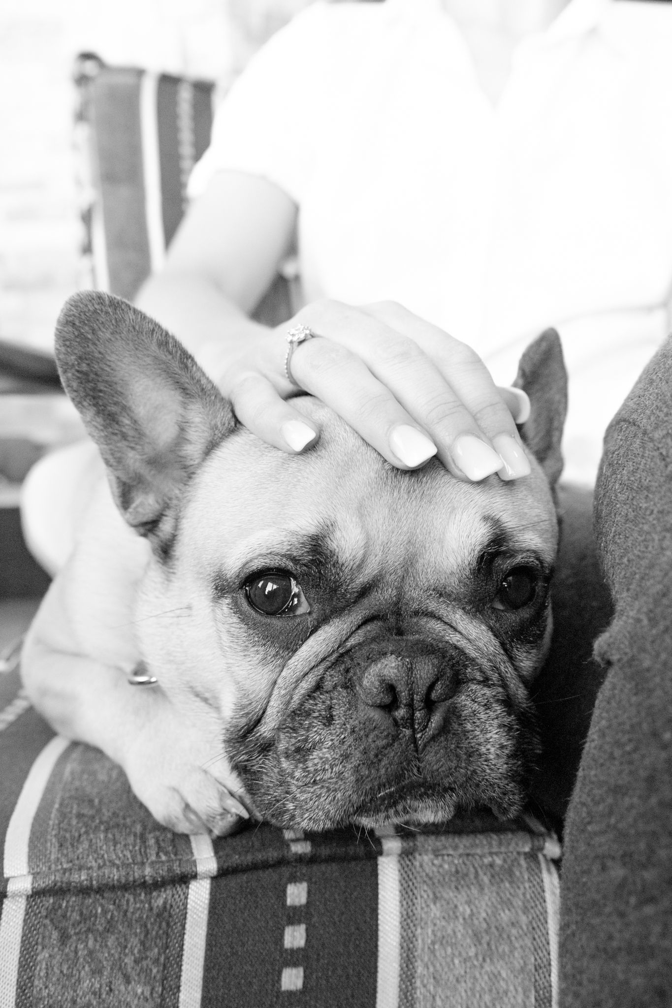 Close-up black and white portrait of a French Bulldog with an engagement ring visible on hand.