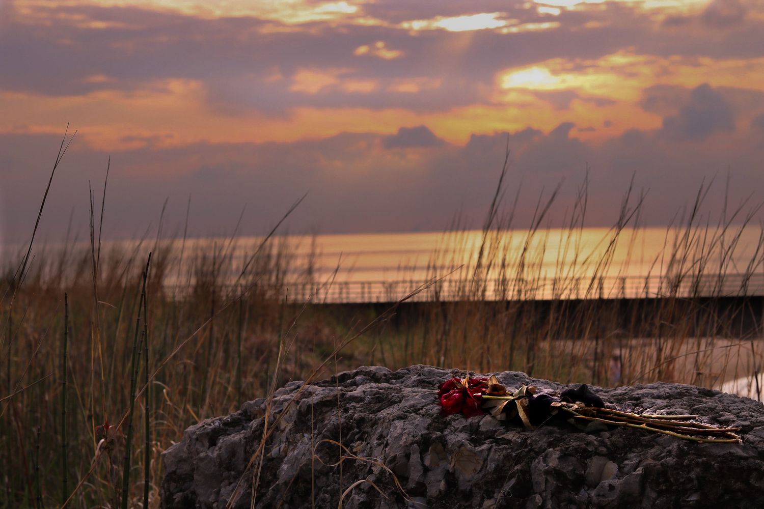 Beautiful sunset over a coastal marsh with tall grasses silhouetted against an orange and purple sky.