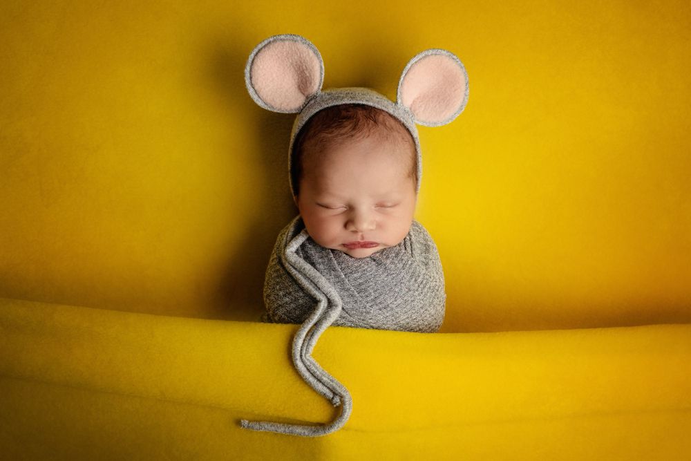 Newborn in mouse ear costume peeks out from gray wrap against yellow backdrop.