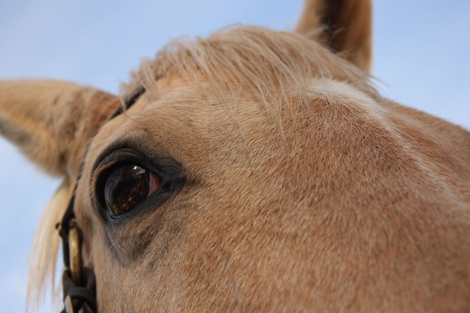 Horse Training Fun