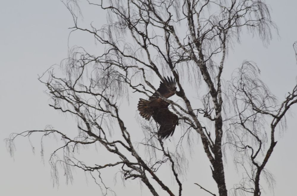 Eagle 001