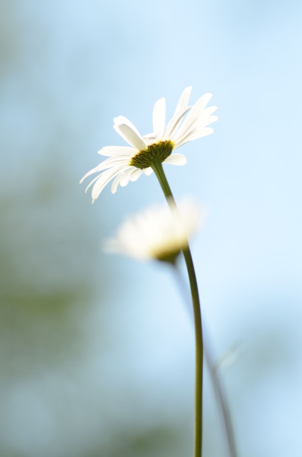 Daisies
