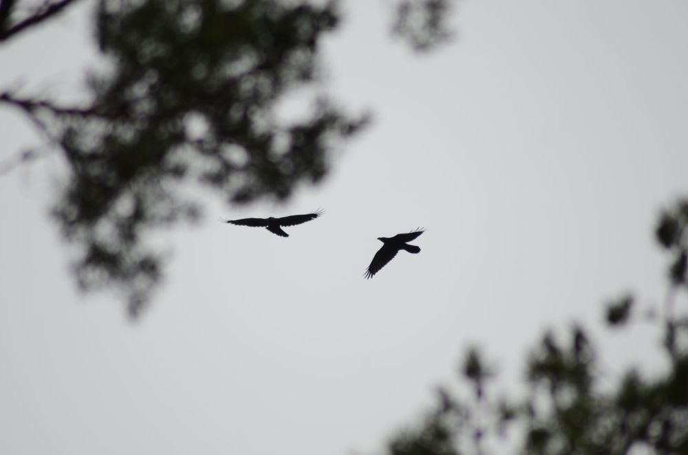 Eagles