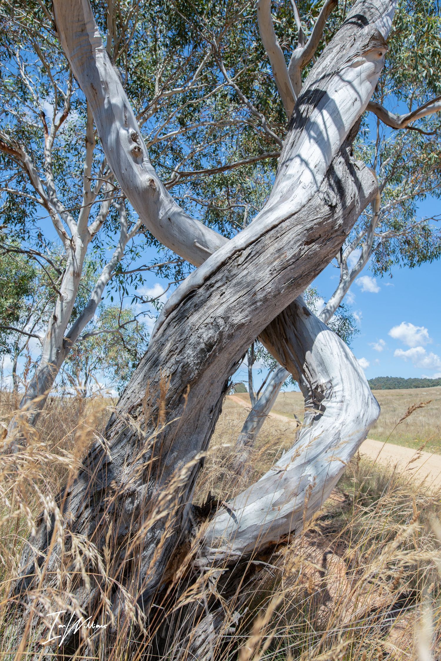 Twisted snow gum