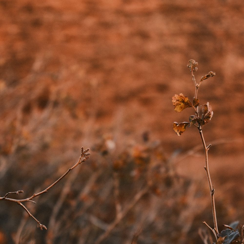 weeds against red rock in st. George utah